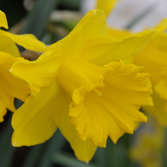 Eine Nahaufnahme einer leuchtend gelben Weijers-Narzisse ‚Dutch Master‘ (Trompeten-Narzisse) in voller Blüte, deren gekräuselte gelbe Blüte vor einem verschwommenen grünen Hintergrund strahlt – ein klassisches Zeichen für März und April.