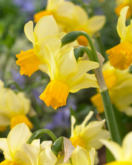 Nahaufnahme einer leuchtend gelben Blüte der Narzisse „Eaton Song“ von Weijers, deren trompetenförmige orangefarbene Blütenmitte sich von den grünen Stielen und Blättern abhebt, vor einem sanft unscharfen Hintergrund aus Laub und Blüten.