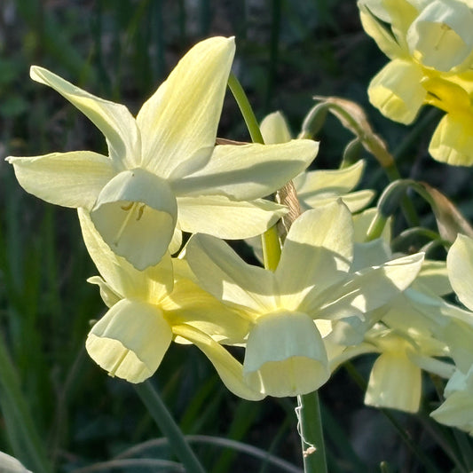 Nahaufnahme der cremegelben Blüten von Narcissus ‚Moonlight Sensation‘ (Weijers Triandus-Narzisse) im Sonnenlicht – ihre trompetenförmigen Blütenmitten und Blätter kommen im April und Mai während der langen Blütezeit besonders schön zur Geltung.