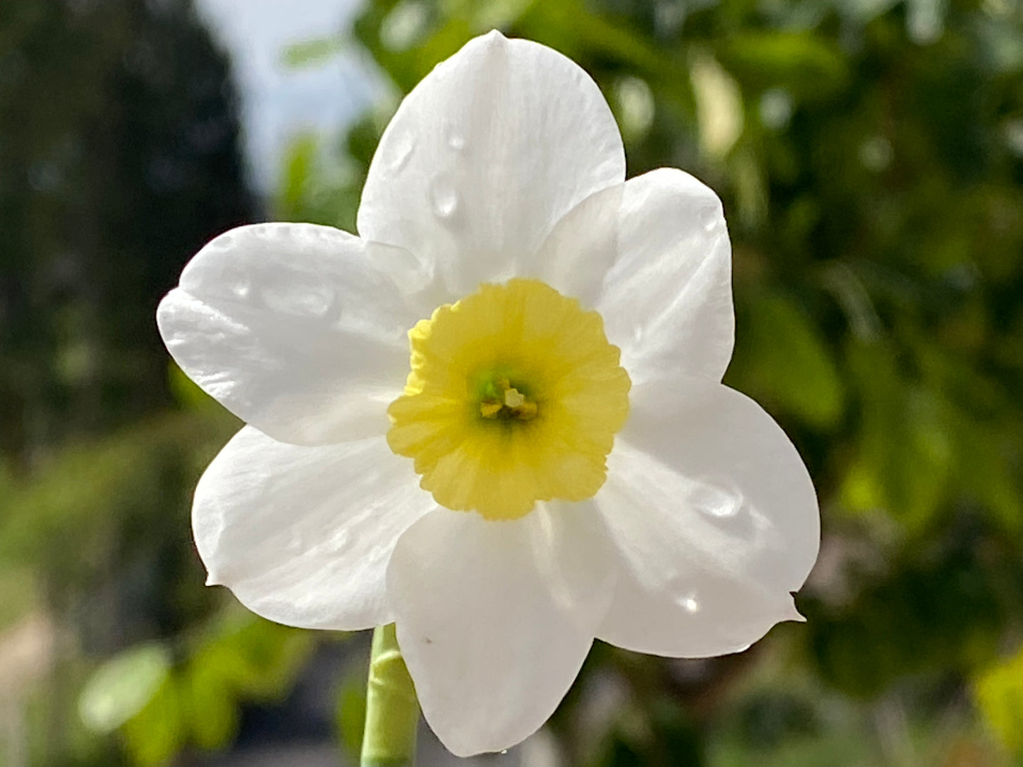 Nahaufnahme einer Narzisse „Segovia“ – Kleinkronige Narzisse von Weijers: eine einzelne weiße Blüte mit sechs Blütenblättern und gelber Mitte, Tautropfen auf den Blütenblättern. Ideal für Kübel auf der Terrasse, wobei das unscharf abgebildete Grün die scharfgestellte Blüte hervorhebt.