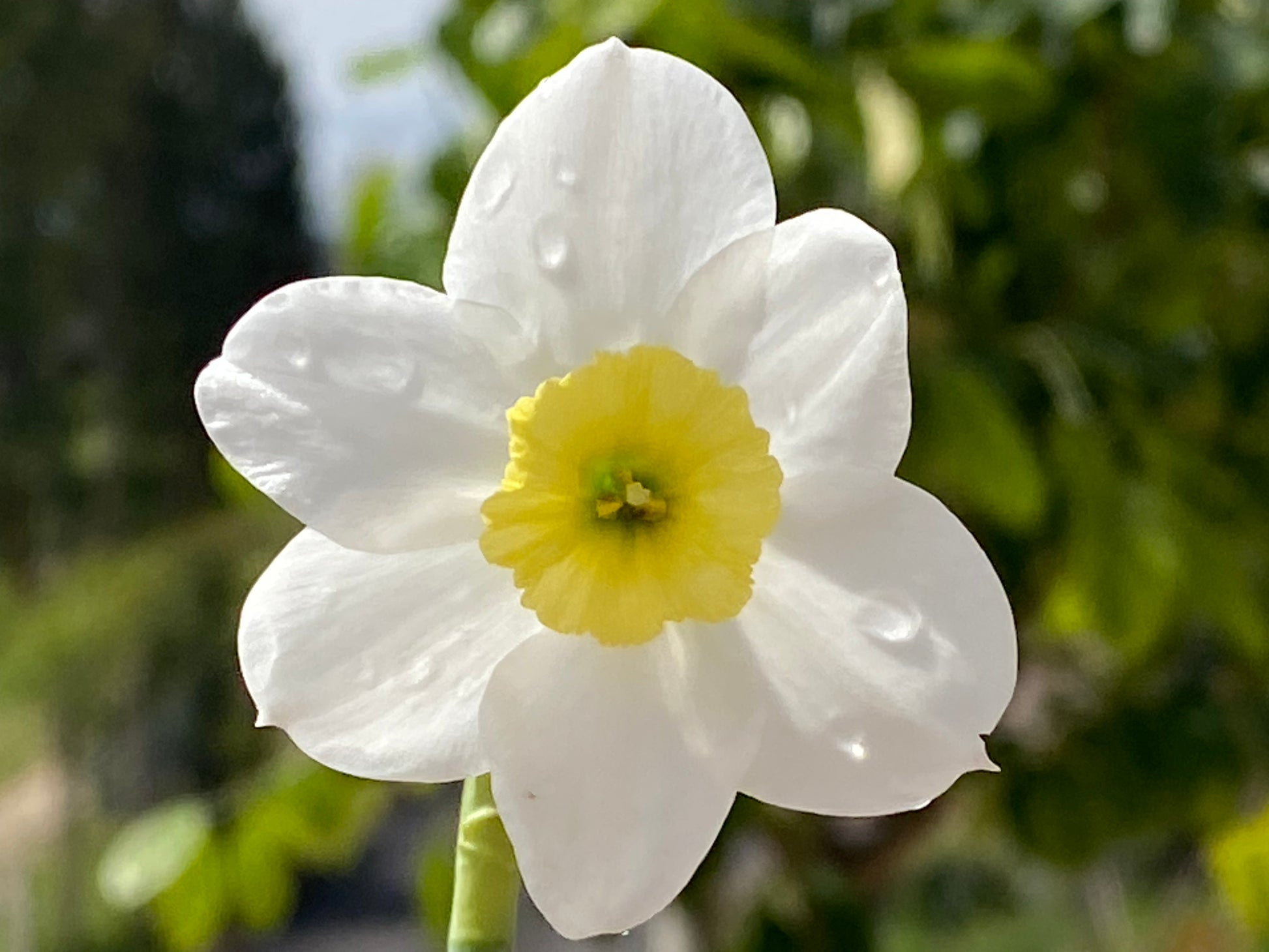 Nahaufnahme einer Narzisse „Segovia“ – Kleinkronige Narzisse von Weijers: eine einzelne weiße Blüte mit sechs Blütenblättern und gelber Mitte, Tautropfen auf den Blütenblättern. Ideal für Kübel auf der Terrasse, wobei das unscharf abgebildete Grün die scharfgestellte Blüte hervorhebt.