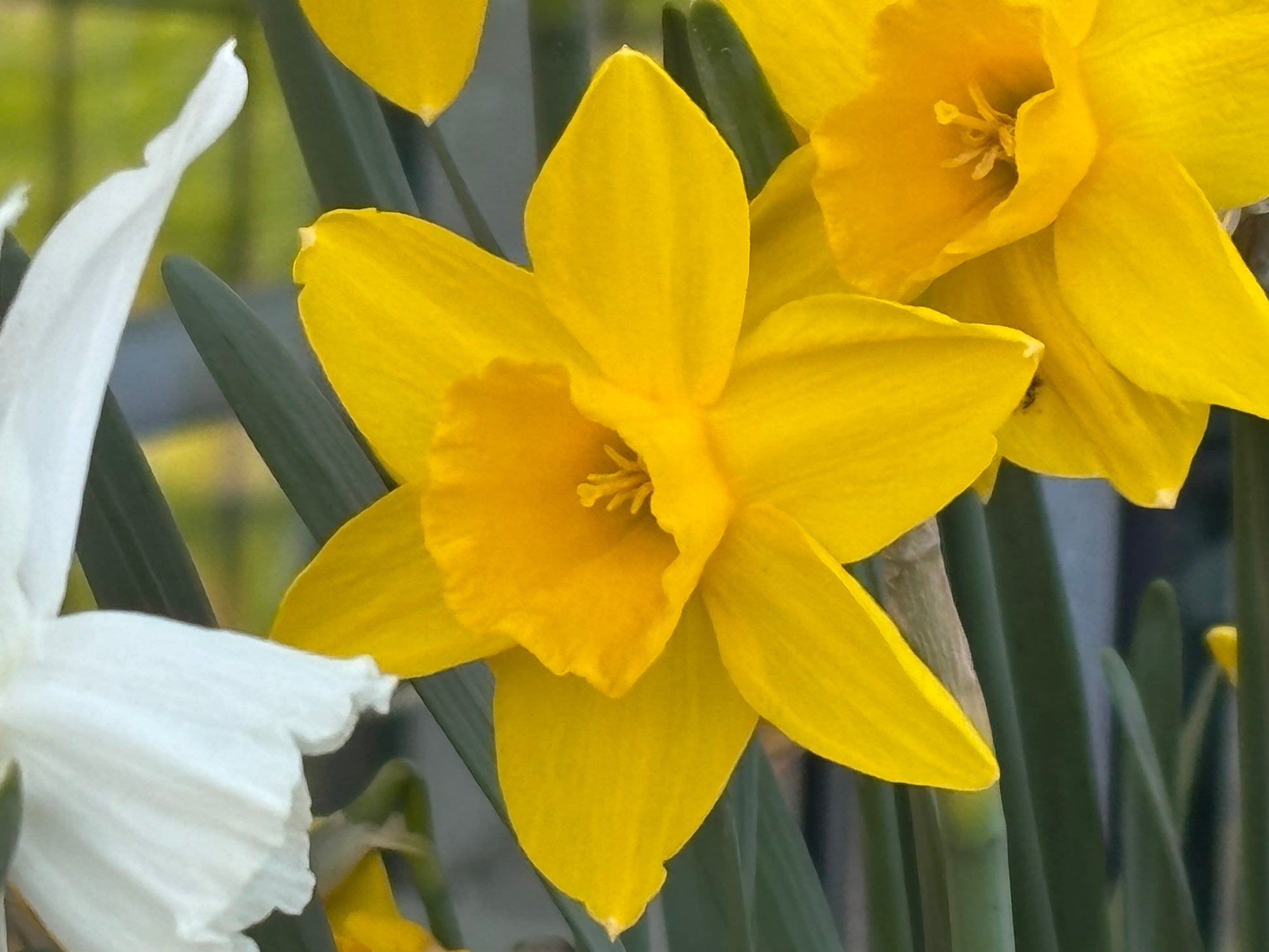 Nahaufnahme der Jonquilla-Narzisse „Sweetness“ von Weijers: sechs goldgelbe, duftende Blüten mit grünen Stielen und Blättern, links eine weiße Narzisse. Der sanft unscharfe Hintergrund unterstreicht die Blütezeit im April.