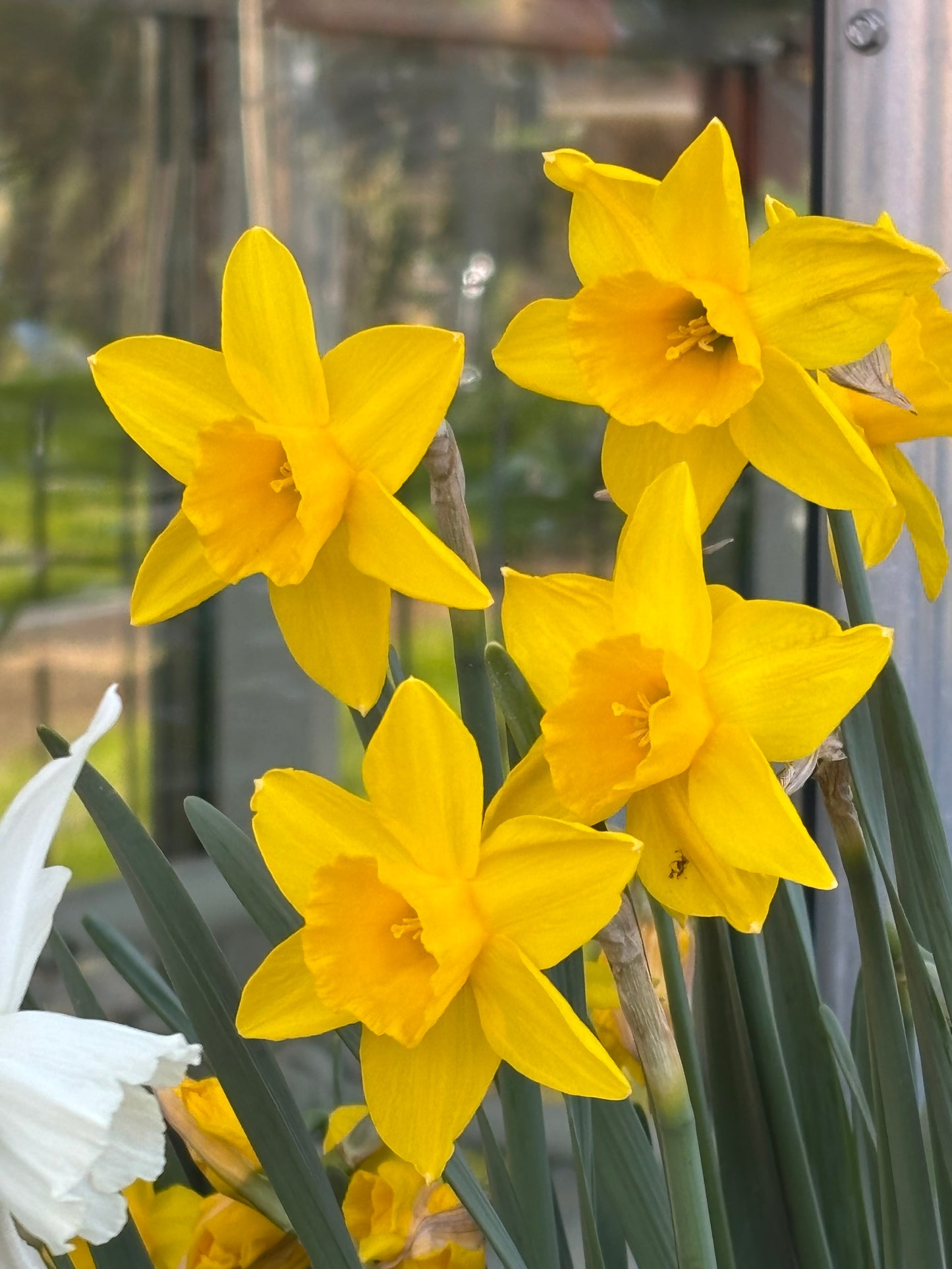 Die Weijers-Narzisse ‚Sweetness‘ (Jonquilla-Narzisse) bildet leuchtend gelbe, sechsblättrige Blüten in Büscheln mit grünen Stielen und Blättern. Im Freiland blüht sie im April (Blütezeit), wobei zarte Lichtreflexe und das Grün der Umgebung sanft im Hintergrund erscheinen.