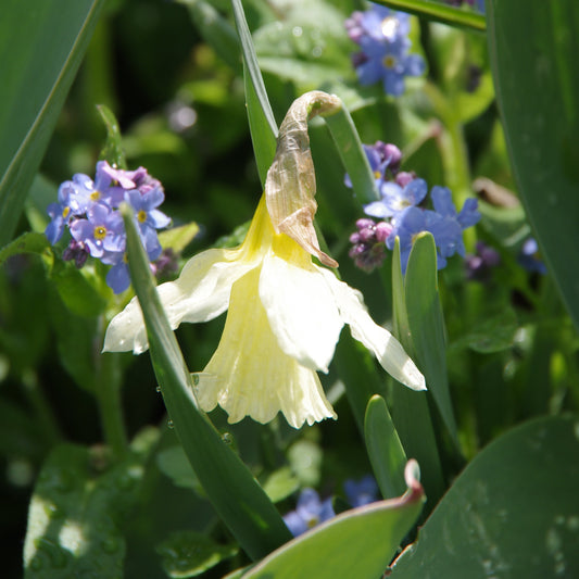 Eine verwelkte Weijers-Narzisse „W.P. Milner“ (Trompeten-Narzisse) mit einer verschrumpelten Blütenblattspitze ist in einem Beet-und-Kübel-Garten von grünen Blättern und kleinen blauen Vergissmeinnicht-Blüten umgeben.