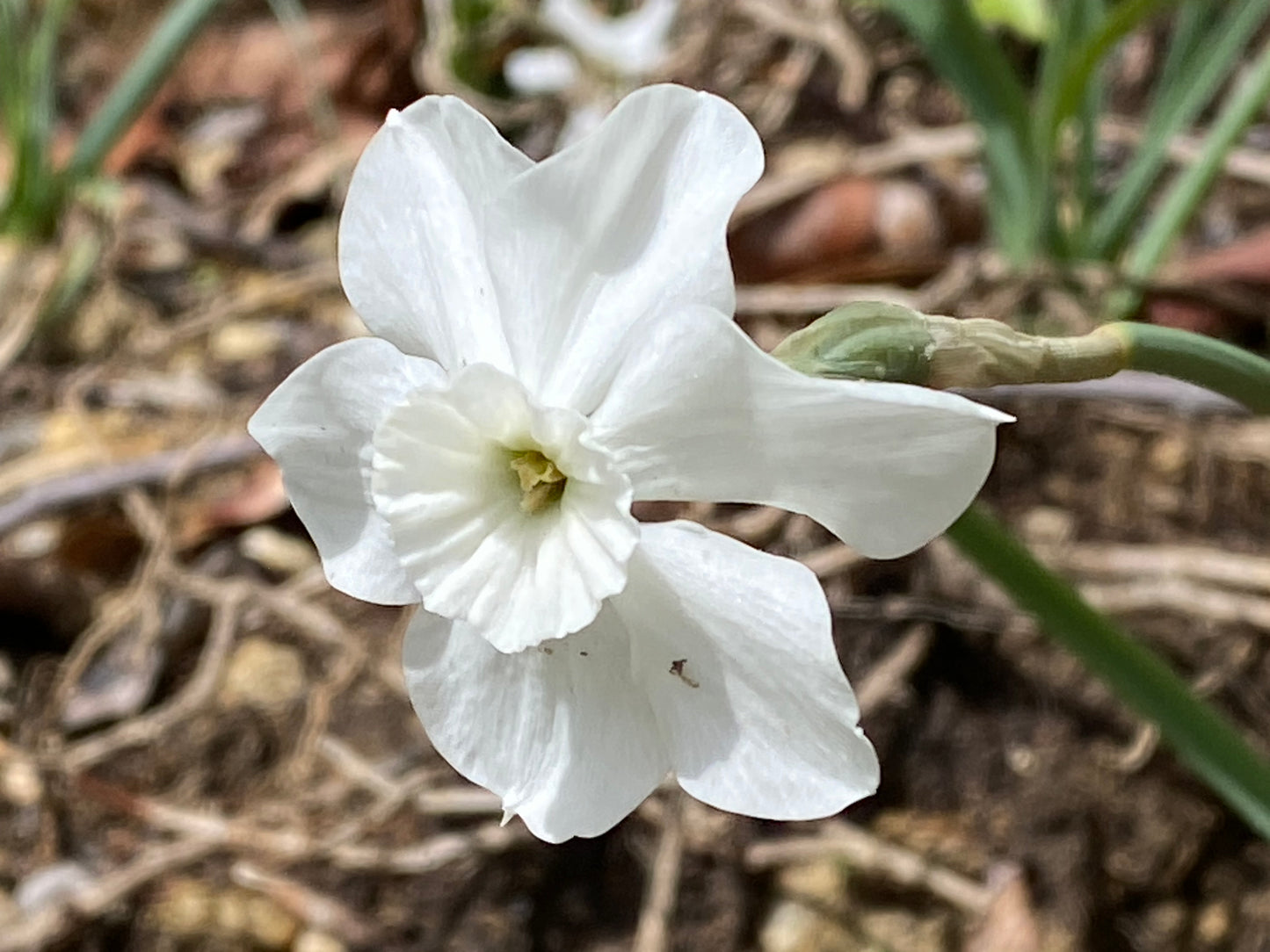 Nahaufnahme einer Narcissus ‚Xit‘-Miniaturnarzisse von Weijers mit zarten weißen Blütenblättern und einer blassgelben Blütenmitte, die im April blüht. Die Blume hebt sich in einem Blumenkübel vor den verschwommenen grünen Stielen und der braunen Erde deutlich ab.