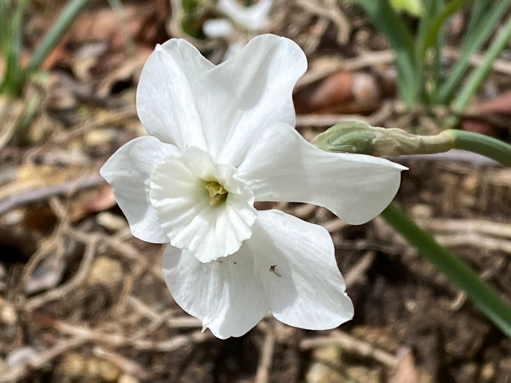 Nahaufnahme einer Narcissus ‚Xit‘-Miniaturnarzisse von Weijers mit zarten weißen Blütenblättern und einer blassgelben Blütenmitte, die im April blüht. Die Blume hebt sich in einem Blumenkübel vor den verschwommenen grünen Stielen und der braunen Erde deutlich ab.
