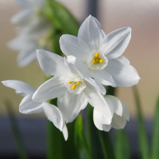 Nahaufnahme der blühenden Narcissus tazetta ‚Ziva‘ (Weiße Tazetta-Narzisse) von Weijers, die zarte weiße Blütenblätter, gelbe Blütenmitte und grüne Stiele vor einem sanft unscharfen Hintergrund zeigt.
