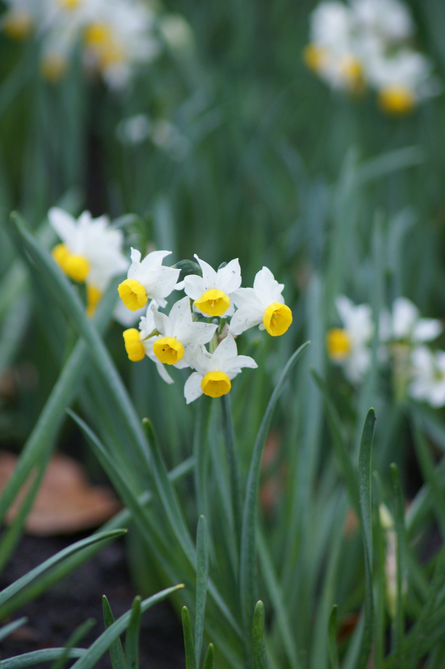 Eine Gruppe weißer und gelber Narcissus canaliculatus – Miniatur-Tazetten-Narzissen von Weijers – blüht mit duftenden Blüten inmitten schlanker grüner Blätter und verleiht jedem Steingarten einen reizvollen Akzent.