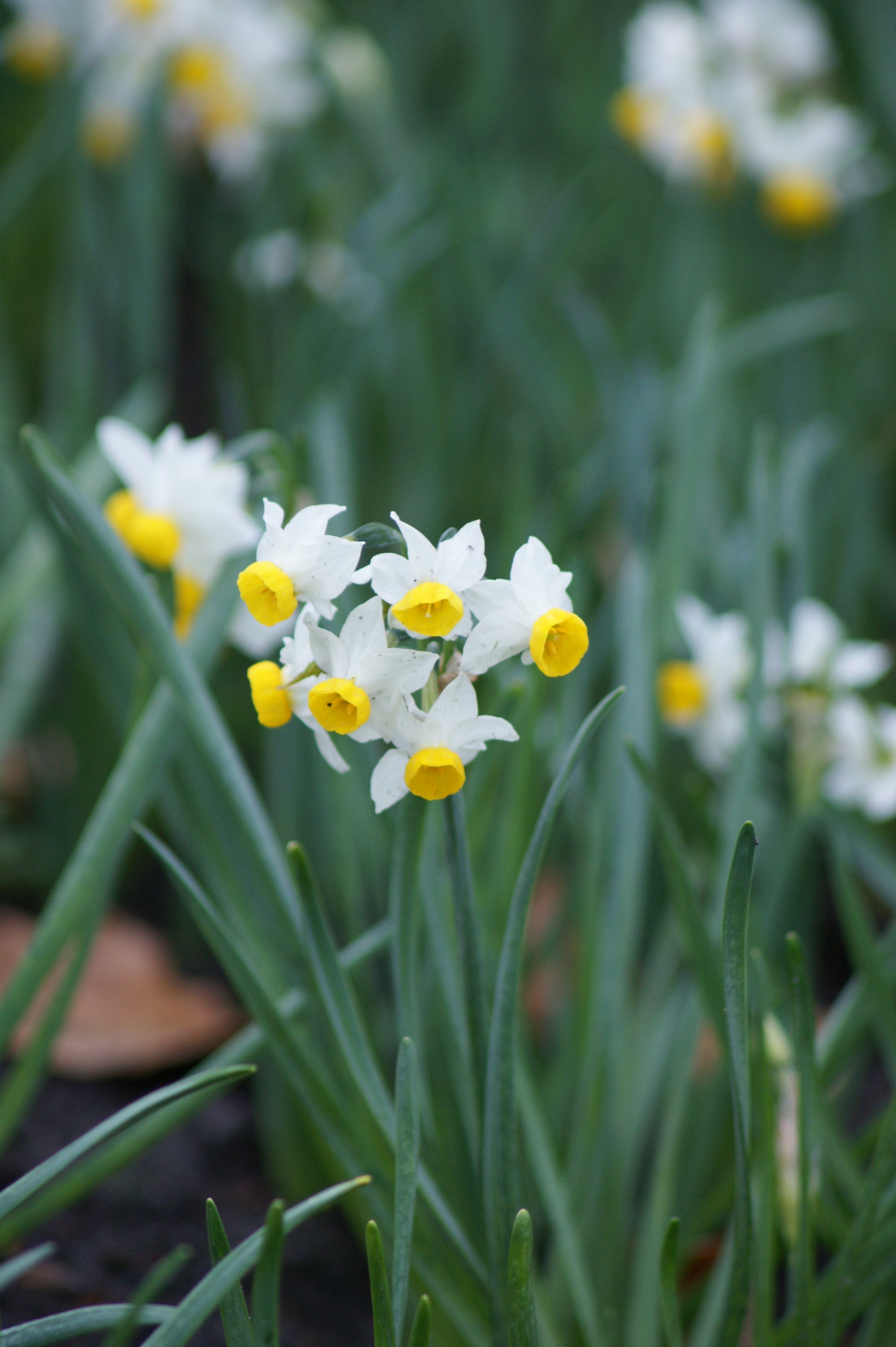 Eine Gruppe weißer und gelber Narcissus canaliculatus – Miniatur-Tazetten-Narzissen von Weijers – blüht mit duftenden Blüten inmitten schlanker grüner Blätter und verleiht jedem Steingarten einen reizvollen Akzent.