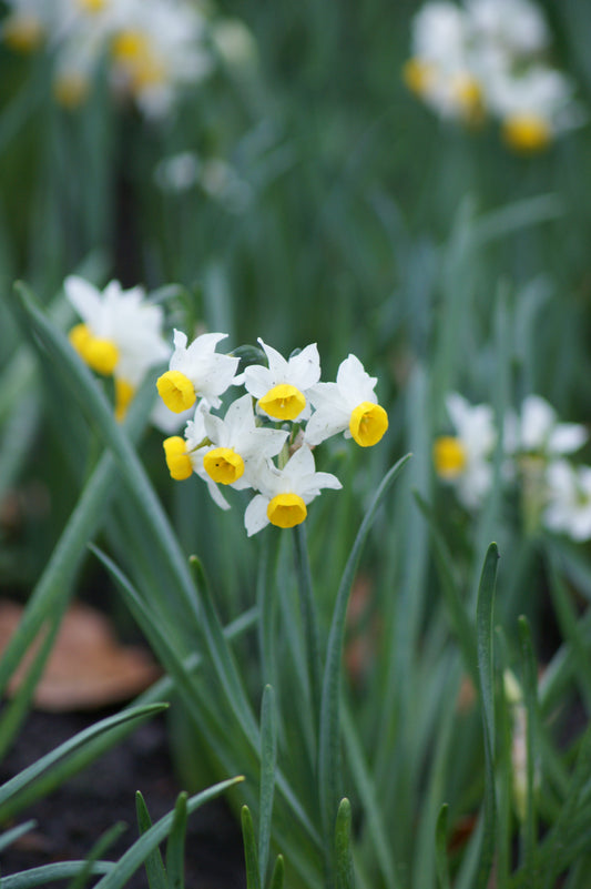 Eine Nahaufnahme von Narcissus canaliculatus von Weijers, die Büschel weißer und gelber Blüten mit schlanken grünen Blättern zeigt, die im Freien in einem Natur- oder Steingarten blühen.