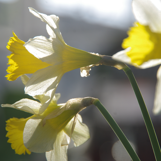 Nahaufnahme von zwei gelben Narcissus pseud. 'lobularis' (Wilde Narzisse) von Weijers, deren gelbe Trompete und lebendige Struktur im Sonnenlicht hervorgehoben werden. Die Blütezeit von Februar bis März verleiht dem Bild vor einem unscharfen Hintergrund einen saisonalen Charme.