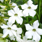 Jora Dahl | Nicotiana alata 'Grandiflora' (Ziertabak) zeichnet sich durch Büschel weißer, sternförmiger Blüten mit grüner Mitte und schlanken Stielen aus, die von üppigem grünen Laub umgeben sind.