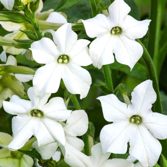 Jora Dahl | Nicotiana alata 'Grandiflora' (Ziertabak) zeichnet sich durch Büschel weißer, sternförmiger Blüten mit grüner Mitte und schlanken Stielen aus, die von üppigem grünen Laub umgeben sind.