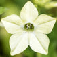 Nahaufnahme von Jora Dahl | Nicotiana alata 'Lime Green' (Ziertabak) von Jora Dahl, die die hellgelbe, sechsblättrige, sternförmige Blüte mit grüner Mitte zeigt - ideal als Schnittblumen oder zur Anzucht aus Samen.