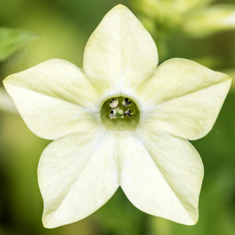 Nahaufnahme von Jora Dahl | Nicotiana alata 'Lime Green' (Ziertabak) von Jora Dahl, die die hellgelbe, sechsblättrige, sternförmige Blüte mit grüner Mitte zeigt - ideal als Schnittblumen oder zur Anzucht aus Samen.