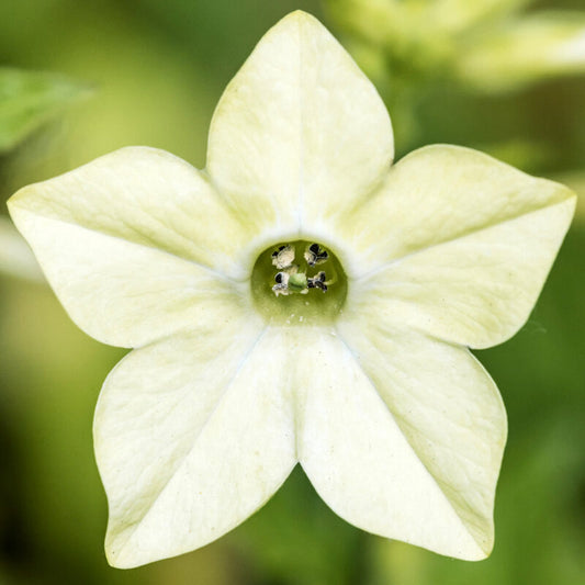 Nahaufnahme von Jora Dahl | Nicotiana alata 'Lime Green' (Ziertabak) von Jora Dahl, die die hellgelbe, sechsblättrige, sternförmige Blüte mit grüner Mitte zeigt - ideal als Schnittblumen oder zur Anzucht aus Samen.