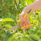 Eine Hand hält eine Niwaki | 'Higurashi GR Secateurs' Gartenschere und schneidet im hellen Sonnenlicht grüne Zweige zwischen blättrigen Pflanzen.
