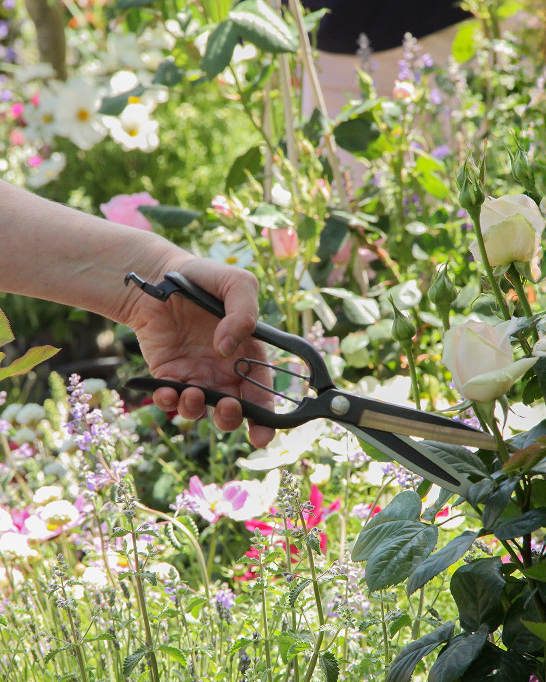 Eine Hand hält die Niwaki | 'Sentei Topiary Clippers' Buchsbaumschere und schneidet weiße Rosen in einem blühenden Garten voller bunter Blumen und üppigem Grün.
