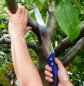 Während des Mi. 10.06.2026 | 11.00-13.00 Uhr WORKSHOP Sommerschnitt von Gehölzen der Königlichen Gartenakademie schneidet ein Teilnehmer mit einer Säge mit blauem Griff einen dicken Ast und zeigt dabei effektive Schnitttechniken.