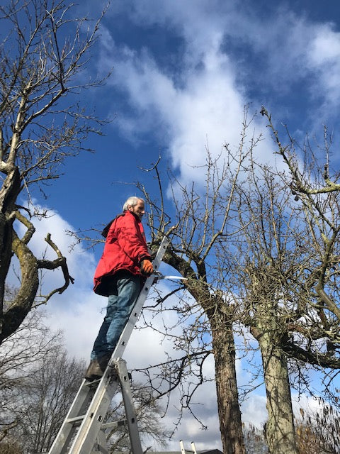 Ein älterer Mann in roter Jacke demonstriert unter blauem Himmel beim Zwei-Tages-Masterkurs Obstbaumschnitt für Profis der Königlichen Gartenakademie am 15.01. und 16.01.2026 fachmännische Schnitttechniken im Freien.