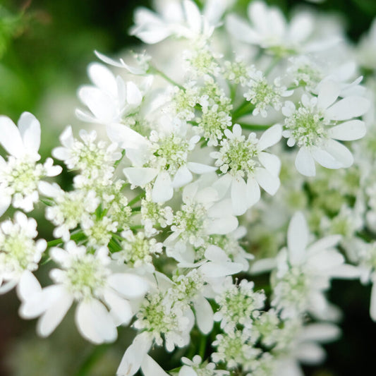 Nahaufnahme von Jora Dahl | Orlaya grandiflora 'White Lace' (Strahldolde), die ihre zarten weißen Blüten mit grüner Mitte vor üppigem Laub zeigt.