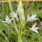 Eine Gruppe von Ornithogalum ponticum ‚Sochi‘ – Großer Milchstern von der Königlichen Gartenakademie – mit langen weißen Blütenblättern und gelben Blütenmitten blüht inmitten des Grüns – ideal für das Frühsommerbeet oder als reizvolle Schnittblume.