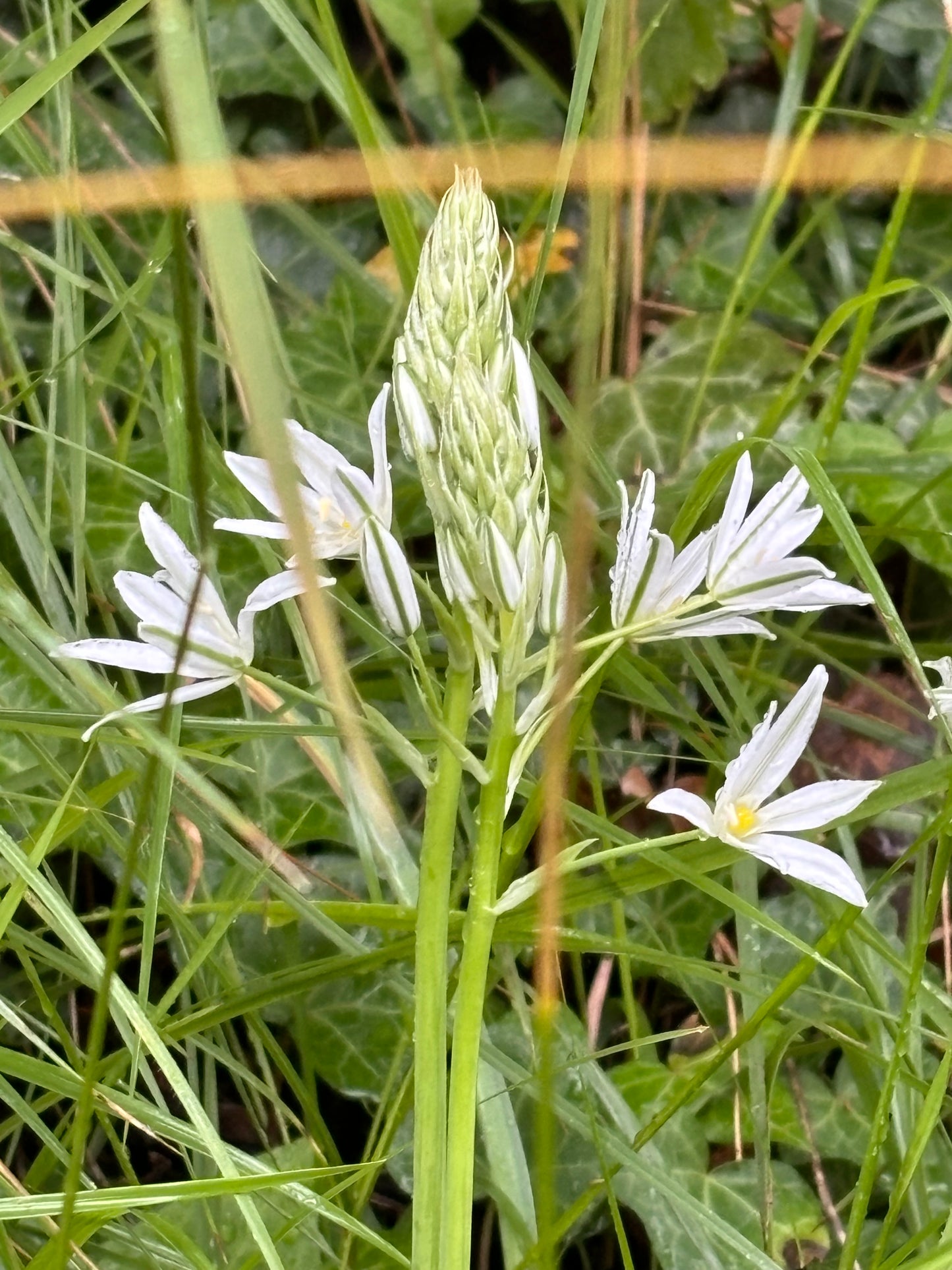 Eine Gruppe von Ornithogalum ponticum ‚Sochi‘ – Großer Milchstern von der Königlichen Gartenakademie – mit langen weißen Blütenblättern und gelben Blütenmitten blüht inmitten des Grüns – ideal für das Frühsommerbeet oder als reizvolle Schnittblume.