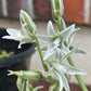 Nahaufnahme von Ornithogalum nutans – „Nickender Milchstern“ der Königlichen Gartenakademie, mit blassgrün-weißen, sternförmigen Blüten mit spitzen Blütenblättern und grünen Stielen; duftende Blüten vor einem unscharfen schwarzen Topf und einer roten Backsteinmauer.
