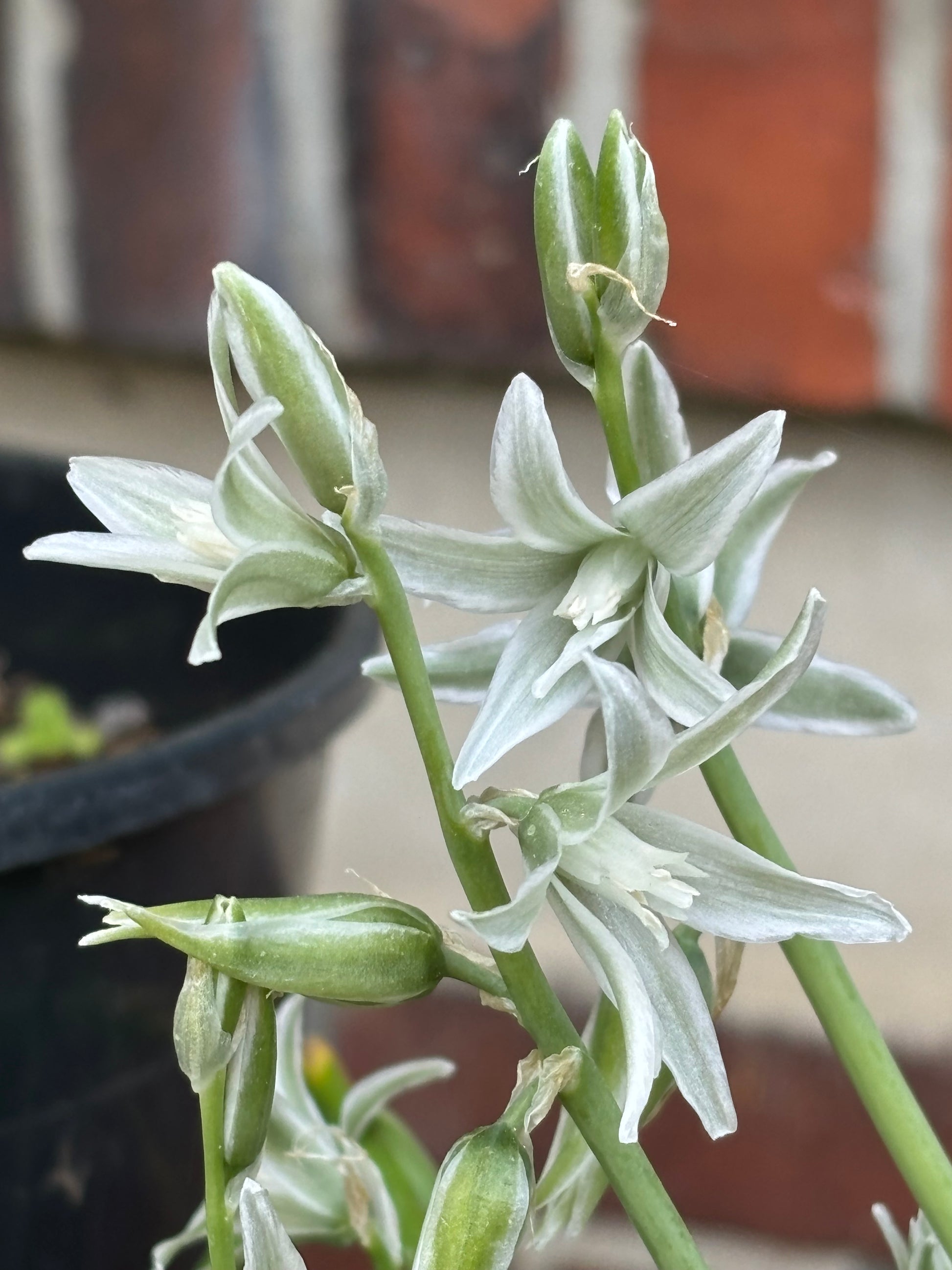 Nahaufnahme von Ornithogalum nutans – „Nickender Milchstern“ der Königlichen Gartenakademie, mit blassgrün-weißen, sternförmigen Blüten mit spitzen Blütenblättern und grünen Stielen; duftende Blüten vor einem unscharfen schwarzen Topf und einer roten Backsteinmauer.
