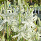 Eine Gruppe sternförmiger, blassweiß-grüner Blüten mit schlanken Blütenblättern und grünen Stielen; Ornithogalum nutans – der „Nickende Milchstern“ der Königlichen Gartenakademie blüht duftend von März bis April.