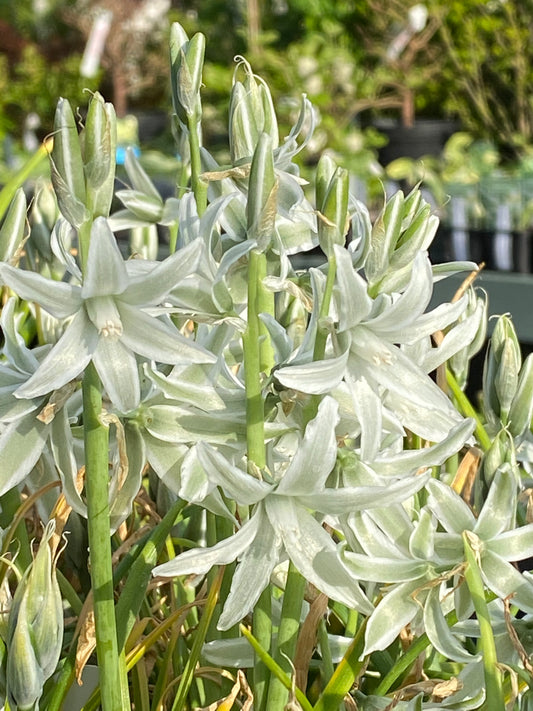 Ein Büschel Ornithogalum nutans Nickender Milchstern von der Königlichen Gartenakademie zeigt sternförmige weiße Blüten und grüne Stängel, die im hellen Sonnenlicht dicht an dicht wachsen, während das Grün im Hintergrund verschwimmt.