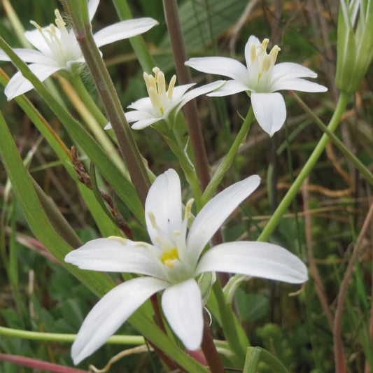Ornithogalum umbellatum Dolden-Milchstern von der Königlichen Gartenakademie hat weiße, sternförmige Blüten mit sechs Blütenblättern und gelben Staubgefäßen, die zwischen grünen Gräsern und Stängeln in einer natürlichen Umgebung von März bis April blühen.