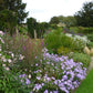 Erleben Sie die Schönheit von gemischten Rabatten beim HALBTAGESKURS Der Mixed Border am Di. 13.10.2026, 13:30-16:30 von der Königlichen Gartenakademie - die perfekte Inspiration für jeden Gartenliebhaber!.