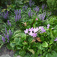 Violettes Liliengras und blassrosa Herbstkrokusse blühen am 26.2.2027 | 13.30 – 16.30 Uhr HALBTAGESKURS Geheimnisse eines funktionierenden Schattengartens.