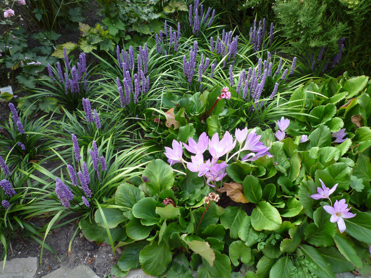 Violettes Liliengras und blassrosa Herbstkrokusse blühen am 26.2.2027 | 13.30 – 16.30 Uhr HALBTAGESKURS Geheimnisse eines funktionierenden Schattengartens.