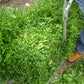 Beim Sommerschnitt von Gehölzen in der Königlichen Gartenakademie am Sa. 13.06.2026 | 11.00-13.00 WORKSHOP Sommerschnitt von Gehölzen schneidet eine Person in Bluejeans und braunen Stiefeln eine Hecke mit einer Gartenschere, frische Blätter liegen auf der Hecke und dem Boden verstreut.