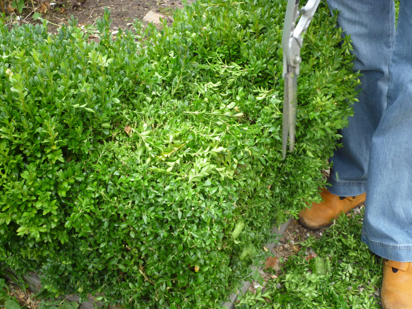 Beim Sommerschnitt von Gehölzen in der Königlichen Gartenakademie am Sa. 13.06.2026 | 11.00-13.00 WORKSHOP Sommerschnitt von Gehölzen schneidet eine Person in Bluejeans und braunen Stiefeln eine Hecke mit einer Gartenschere, frische Blätter liegen auf der Hecke und dem Boden verstreut.