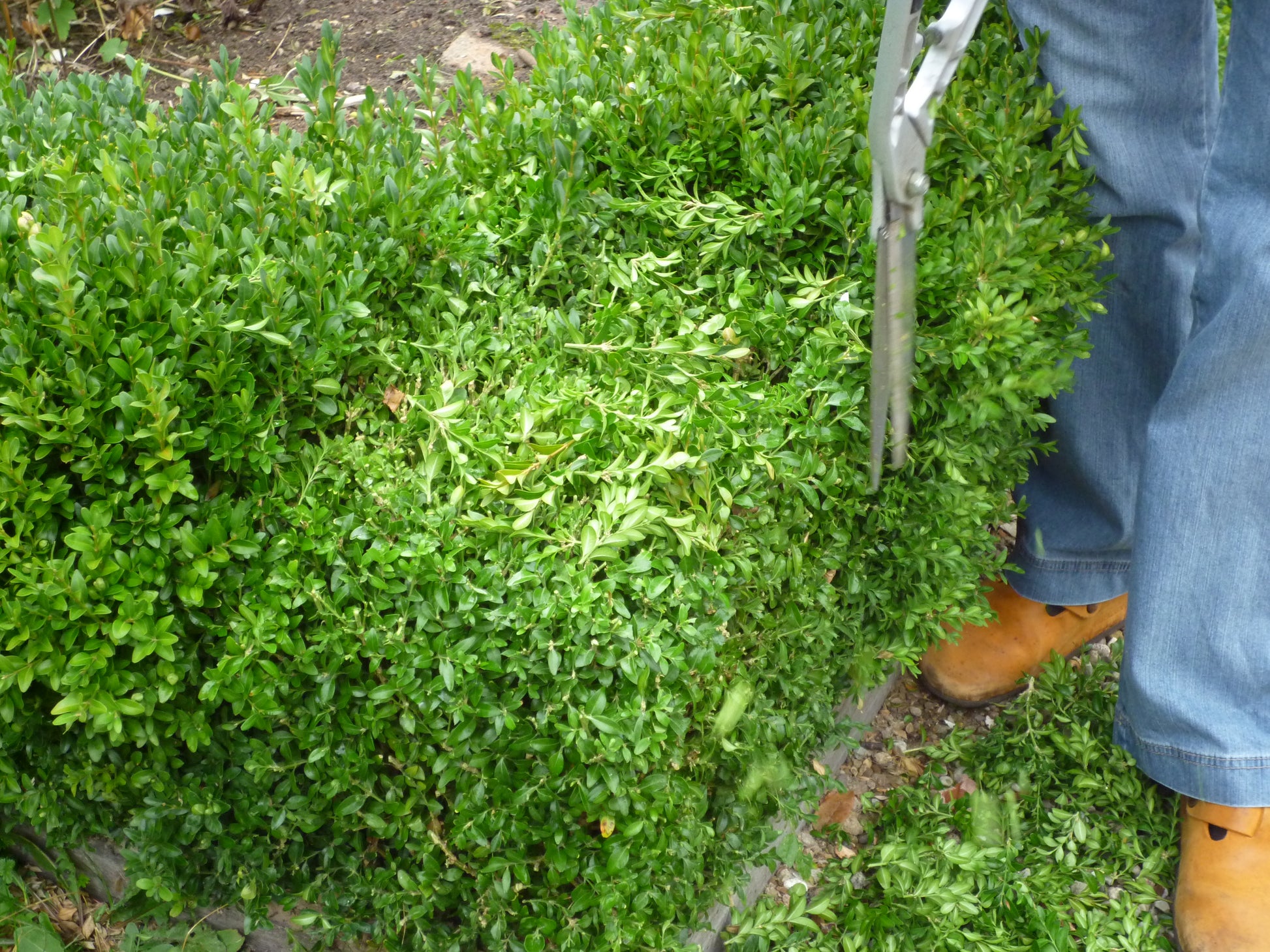 Beim Sommerschnitt von Gehölzen in der Königlichen Gartenakademie am Sa. 13.06.2026 | 11.00-13.00 WORKSHOP Sommerschnitt von Gehölzen schneidet eine Person in Bluejeans und braunen Stiefeln eine Hecke mit einer Gartenschere, frische Blätter liegen auf der Hecke und dem Boden verstreut.