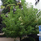 Ein üppig grüner Baum steht neben einem Parkschild auf dem Bürgersteig, dahinter stehen Gebäude und Bäume - eine perfekte Kulisse für den "Sa. 13.06.2026 | 11.00-13.00 WORKSHOP Sommerschnitt von Gehölzen" in der Königlichen Gartenakademie.