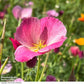 Eine Nahaufnahme der leuchtenden Thompson & Morgan Kalifornischer Mohn 'Purple Gleam' mit gelben Staubgefäßen in einem Garten, umgeben von unscharfem grünen Laub und anderen bunten Blumen.