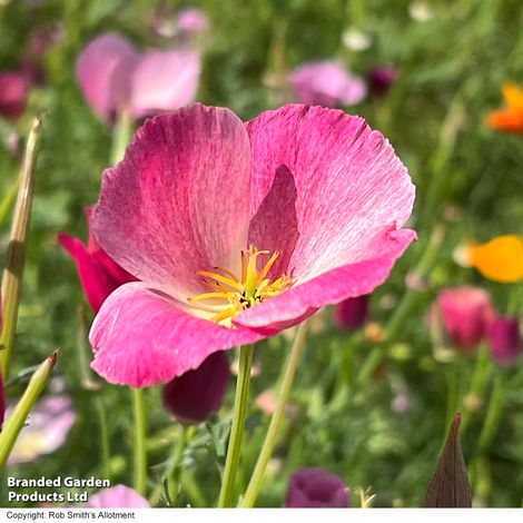 Eine Nahaufnahme der leuchtenden Thompson & Morgan Kalifornischer Mohn 'Purple Gleam' mit gelben Staubgefäßen in einem Garten, umgeben von unscharfem grünen Laub und anderen bunten Blumen.