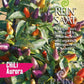An der Pflanze wachsen leuchtende Reinsaat | Chili 'Aurora' (Capsicum annuum) in lila, rot, orange und gelb. Auf dem Etikett stehen "REIN SAAT", "Chili Aurora", Tipps zur Konservierung von Chilis und deutsche Hinweise zu Bio-Saatgut und Anbau.