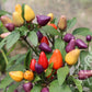 Die ReinSaat-Chilipflanze 'Aurora' (Capsicum annuum) trägt zwischen grünen Blättern kleine, bunte Paprikaschoten in Rot, Orange, Gelb und Lila. Auf dem unscharfen Hintergrund ist das Reinsaat-Logo in der unteren rechten Ecke zu sehen.