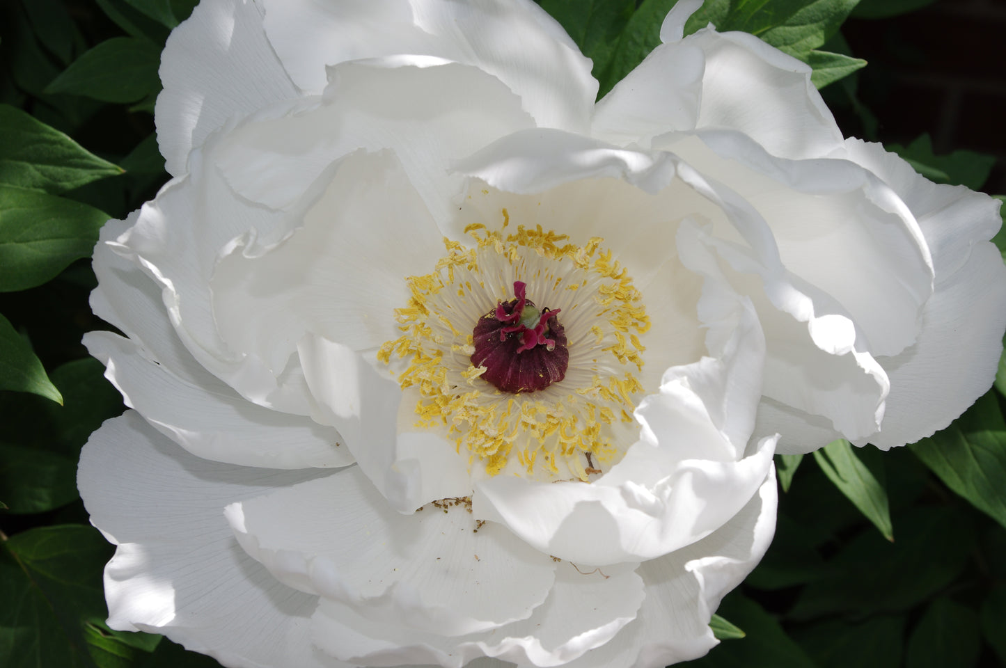 Erleben Sie die heitere Schönheit zuverlässiger Schattenpflanzen in der Königlichen Gartenakademie während der Mi. 15.04.2026 | 17.00-18.00 ABENDLICHTFÜHRUNG Zuverlässige Schattenpflanzen - perfekt für Pflanzenliebhaber!.