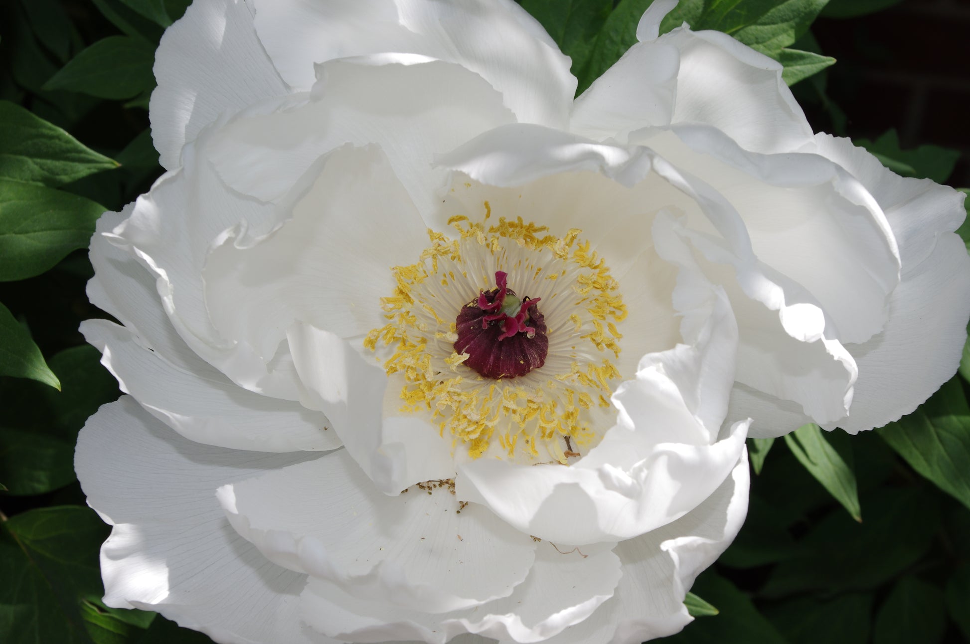 Erleben Sie die heitere Schönheit zuverlässiger Schattenpflanzen in der Königlichen Gartenakademie während der Mi. 15.04.2026 | 17.00-18.00 ABENDLICHTFÜHRUNG Zuverlässige Schattenpflanzen - perfekt für Pflanzenliebhaber!.