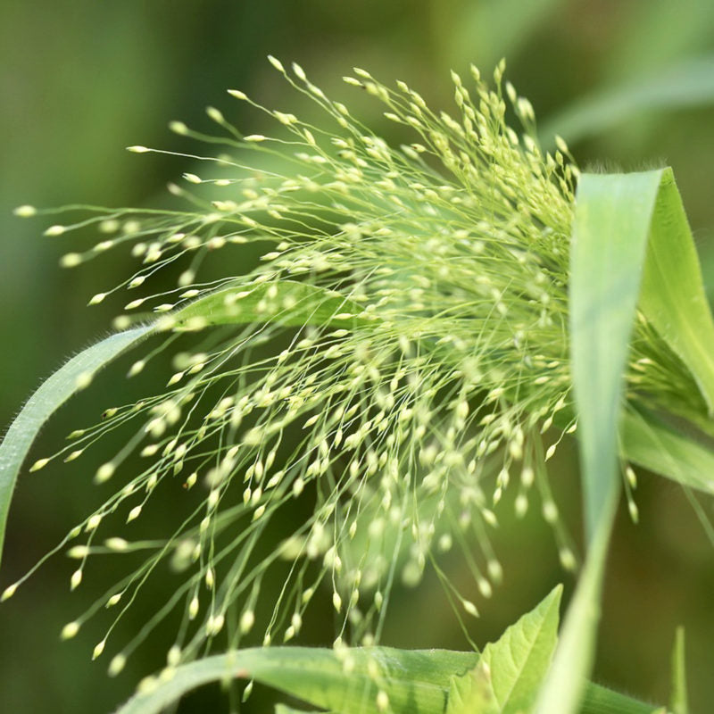 Nahaufnahme der Samenköpfe von Jora Dahl | Panicum virgatum 'Fontaine' (Rutenhirse) mit wuscheligen Stängeln und winzigen Samen, umgeben von länglichen grünen Blättern, vor einem sanft verschwommenen natürlichen Hintergrund.