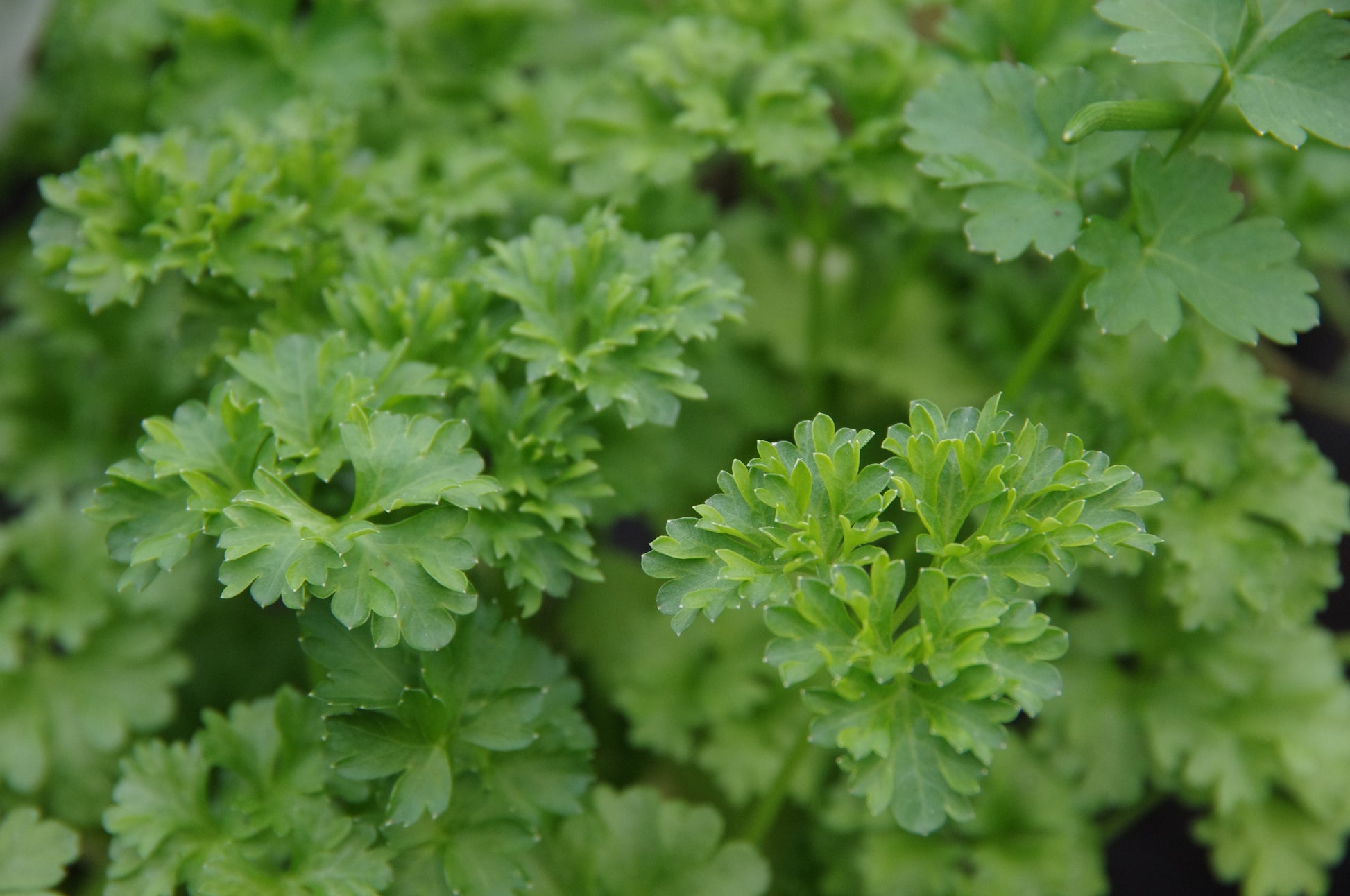 Kräftige krause und flache Petersilienblätter, ideal zur Erweiterung Ihrer Küchenkräuter beim "Mi. 01.04.2026 | 10.00-11.30 WORKSHOP Kräuter pflanzen und pflegen" der Königlichen Gartenakademie - perfekt für alle Kräuterliebhaber!.
