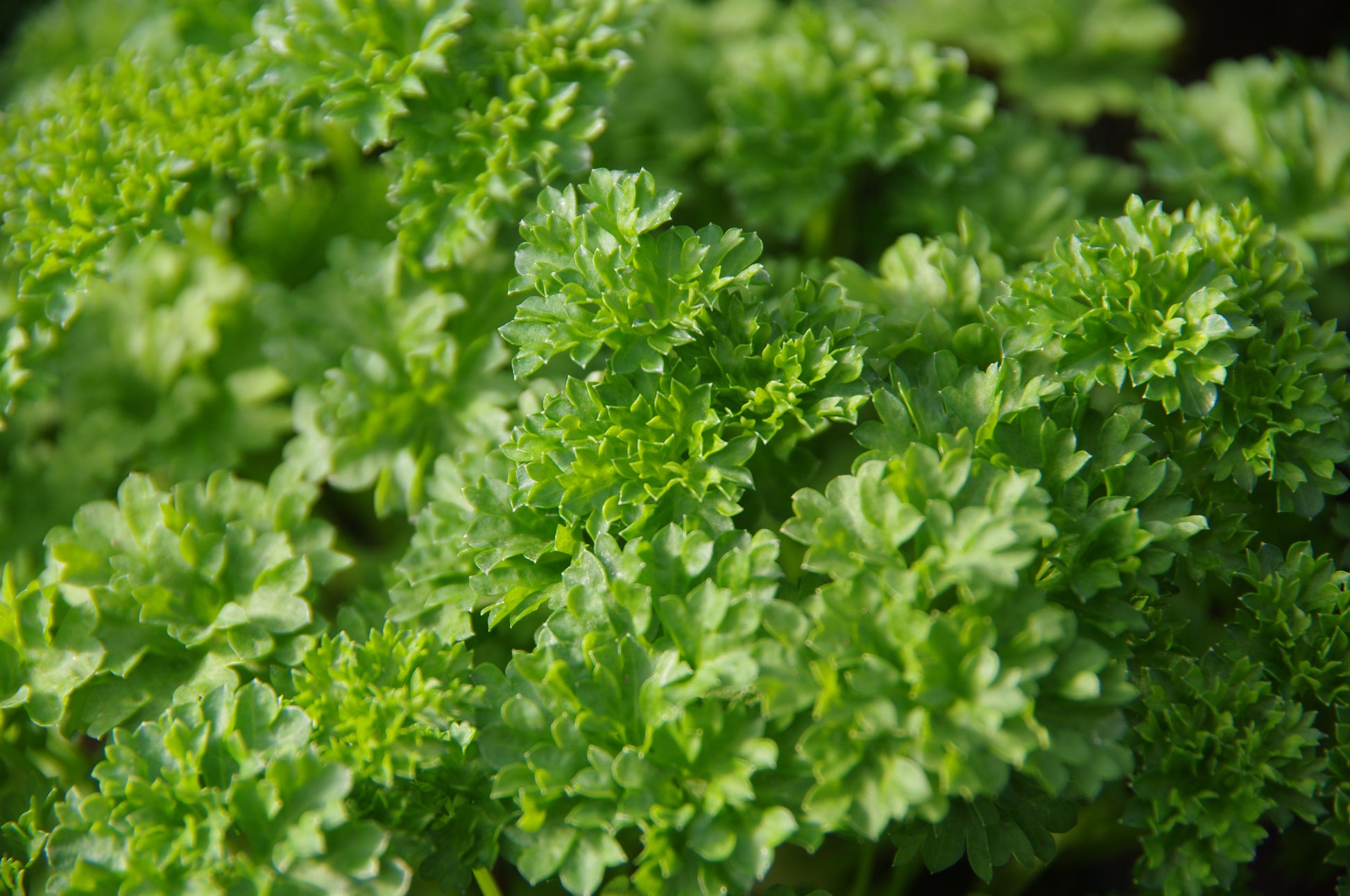 Kräftige, dichte, krause Petersilienblätter mit gekräuselter Textur - die ideale Inspiration für den WORKSHOP Kräuter pflanzen und pflegen (Mi. 01.04.2026 | 10-11:30) der Königlichen Gartenakademie, perfekt für Küchenkräuter-Liebhaber.