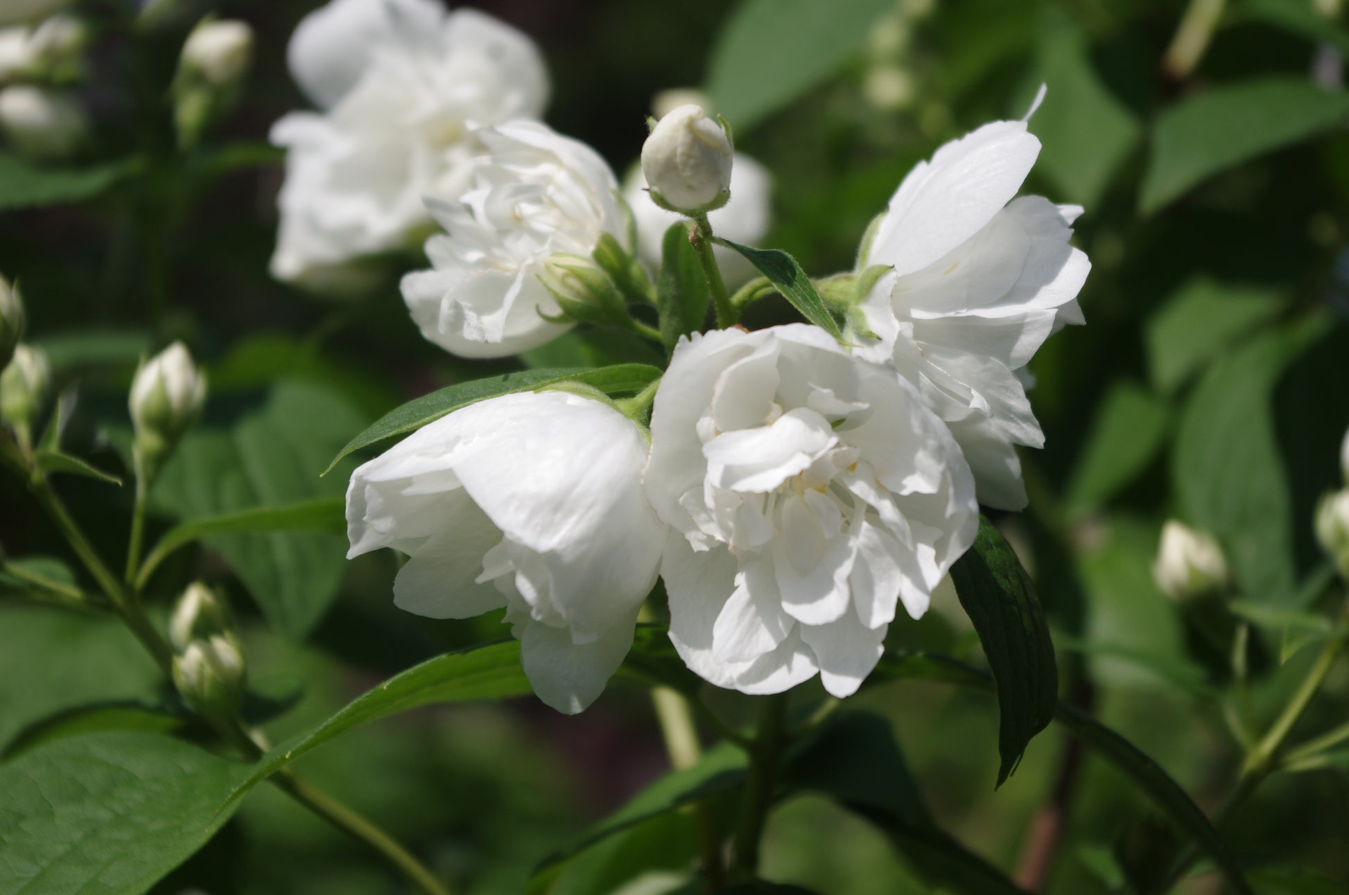 Nahaufnahme von weißem Jasmin in Blüte zwischen grünen Blättern und Knospen, gebadet in Sonnenlicht - erlebe den Duft im sommerlichen Garten bei der ABENDLICHTFÜHRUNG am Mi. 24.06.2026, 17-18 Uhr, Königliche Gartenakademie.
