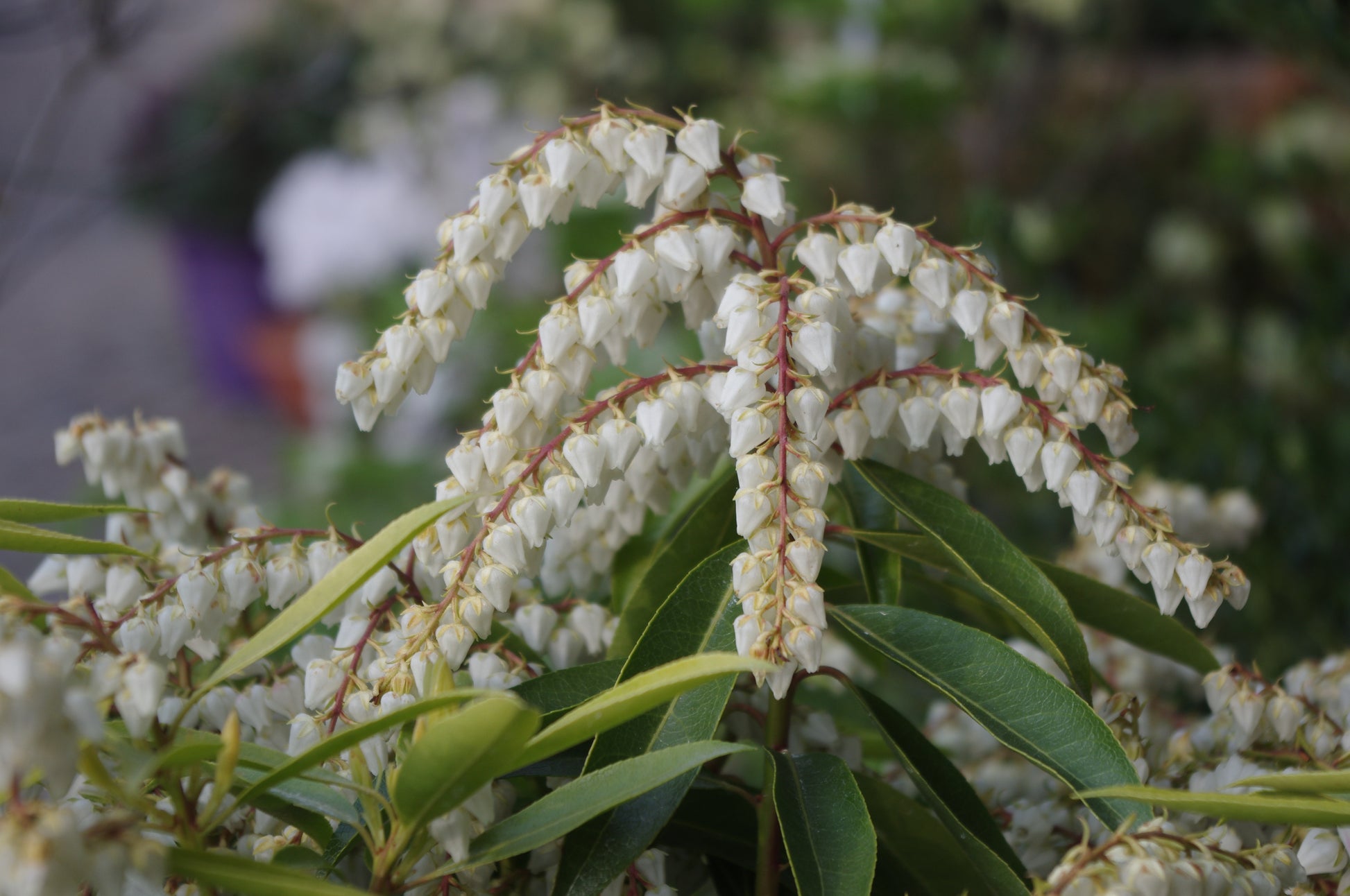 Nahaufnahme weißer, glockenförmiger Blüten auf bogenförmigen Stängeln mit schlanken grünen Blättern, aufgenommen in der Königlichen Gartenakademie am Mi. 15.04.2026 | 17.00-18.00 ABENDLICHTFÜHRUNG Zuverlässige Schattenpflanzen; verschwommenes Grün im Hintergrund.